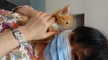 メルママ 様のお迎えした子猫