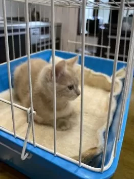 ミュウ 様のお迎えした子猫