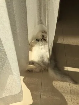 rika 様のお迎えした子猫