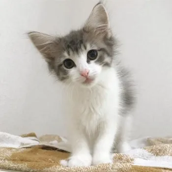 シルファmama 様のお迎えした子猫