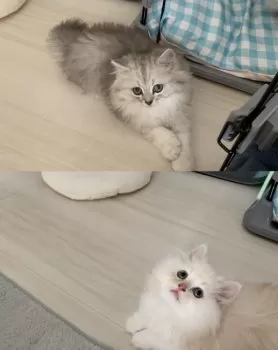 M.T 様のお迎えした子猫