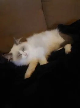 T.K 様のお迎えした子猫