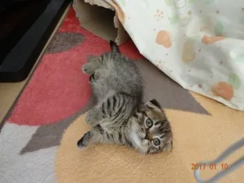 i-195 様のお迎えした子猫