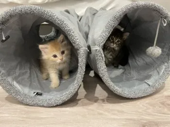 ゆう 様のお迎えした子猫