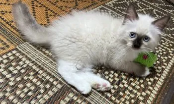 MC 様のお迎えした子猫
