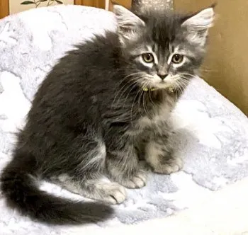neeson 様のお迎えした子猫