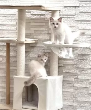 S.K 様のお迎えした子猫