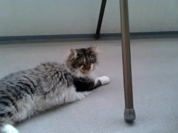 森本 様のお迎えした子猫