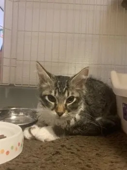 M 様のお迎えした子猫