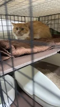 S.O 様のお迎えした子猫