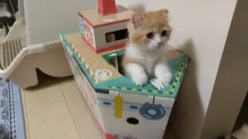 ノリ 様のお迎えした子猫