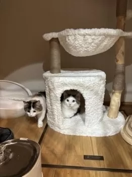 S.K 様のお迎えした子猫