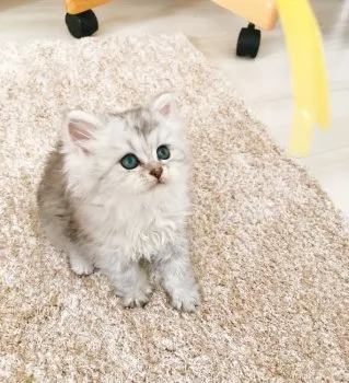 みいやママ 様のお迎えした子猫