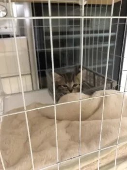 ぷり 様のお迎えした子猫