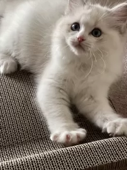 しみ 様のお迎えした子猫