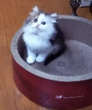 ゆらぎ 様のお迎えした子猫