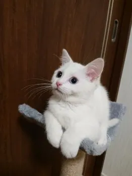 こうちゃん 様のお迎えした子猫