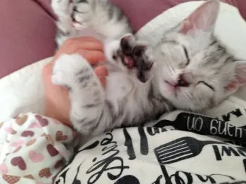 いなりママ 様のお迎えした子猫