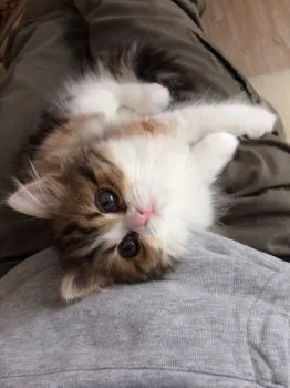 むぅちゃんファミリー 様のお迎えした子猫