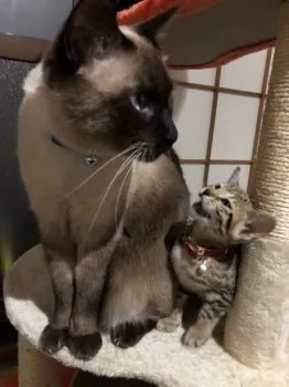 Y.Ｉ 様のお迎えした子猫