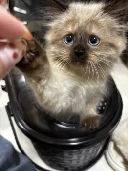関西人 様のお迎えした子猫