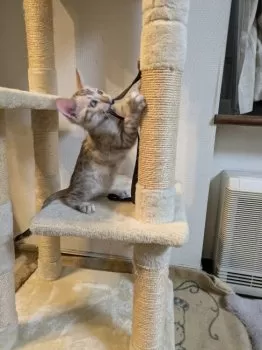 yopi 様のお迎えした子猫