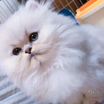 DAIYAの父 様のお迎えした子猫