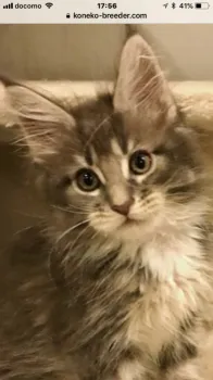ココまま 様のお迎えした子猫