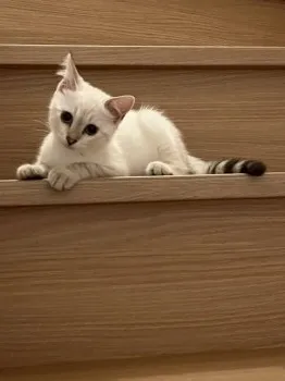 K.I 様のお迎えした子猫