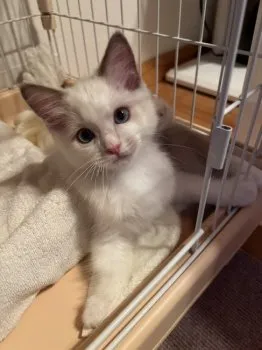 みや 様のお迎えした子猫