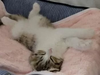S.M 様のお迎えした子猫