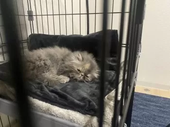 S.K 様のお迎えした子猫