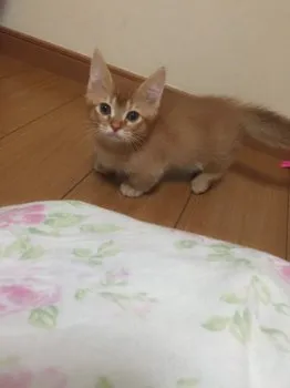 わさび 様のお迎えした子猫