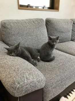 ラングリ 様のお迎えした子猫