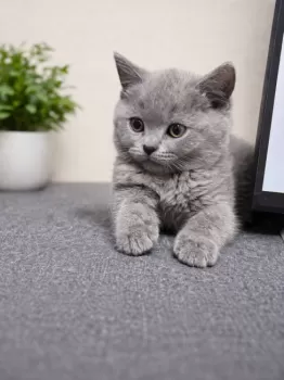 Y.Y 様のお迎えした子猫