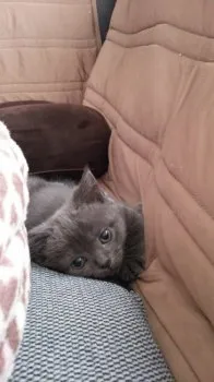 くんくんママ 様のお迎えした子猫