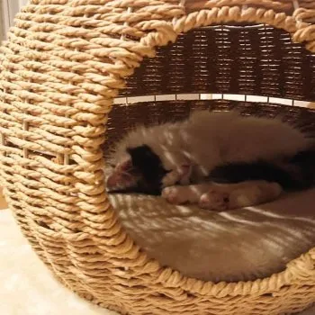 つゆのすけ 様のお迎えした子猫