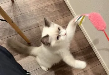 Y.S 様のお迎えした子猫