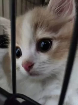 Y.N 様のお迎えした子猫