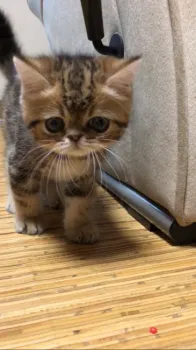 gin 様のお迎えした子猫