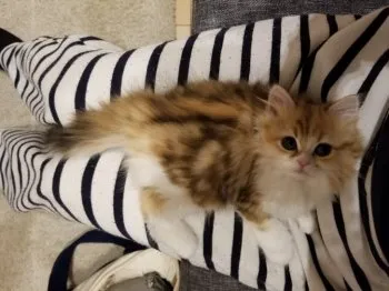 M 様のお迎えした子猫