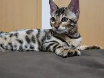 あいま 様のお迎えした子猫