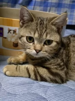 M.S 様のお迎えした子猫