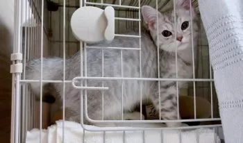 ミル 様のお迎えした子猫