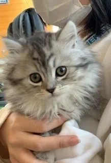 R.Ｉ 様のお迎えした子猫