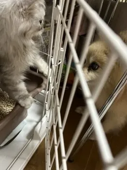 R.S 様のお迎えした子猫