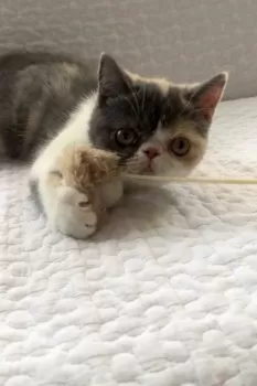 maki 様のお迎えした子猫