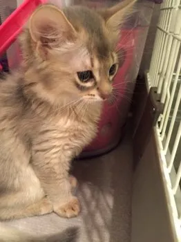 ちゃたろう 様のお迎えした子猫