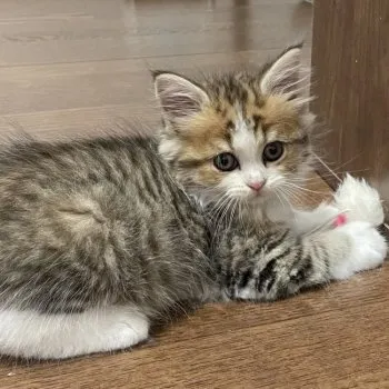 M.Y 様のお迎えした子猫