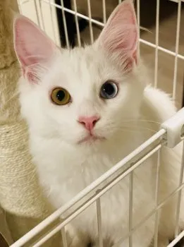 チョコ太郎 様のお迎えした子猫